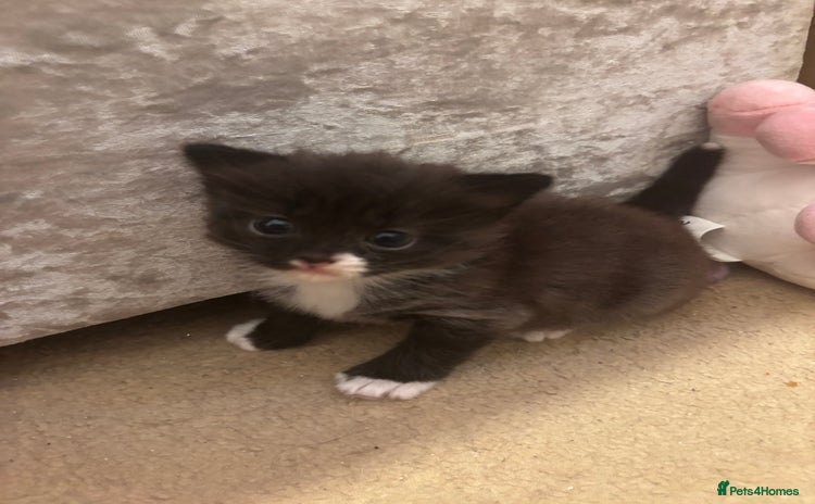 Domestic Shorthair cats - Advert 6