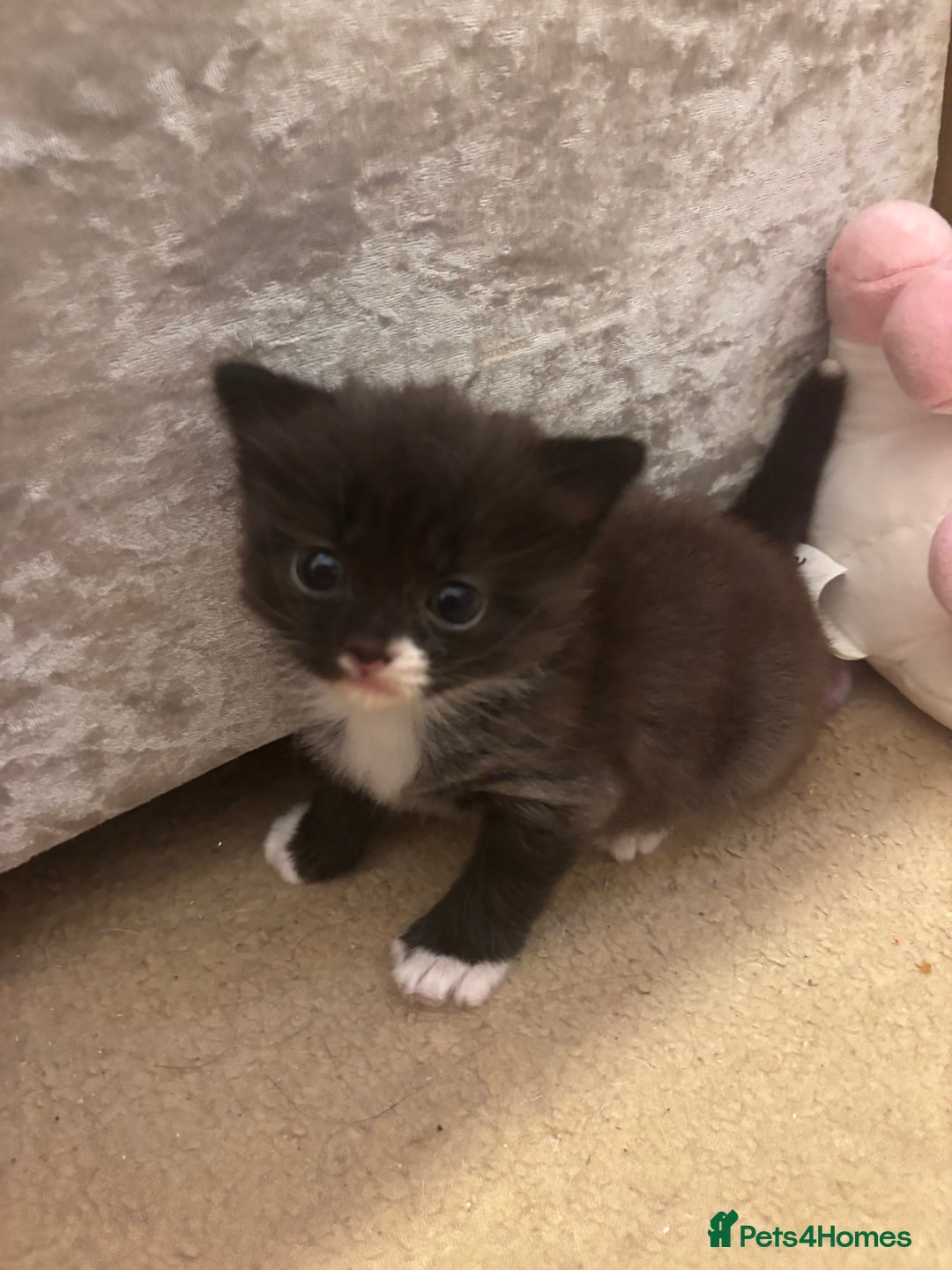 Domestic Shorthair cats for sale: 1 fluffy male kitten - Image 1