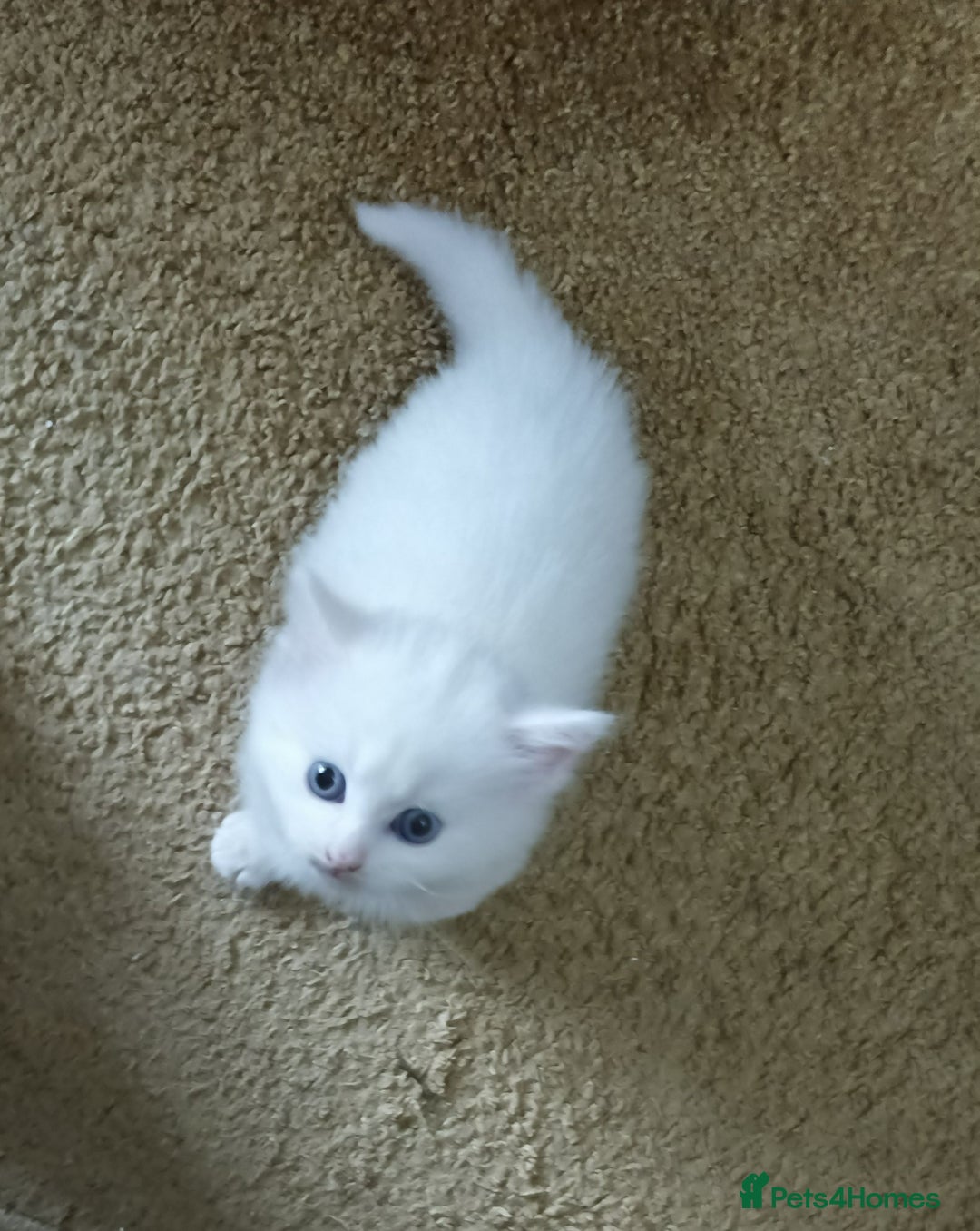 Maine Coon cats for sale: 2 Maine Coon bloodline kittens - Image 4