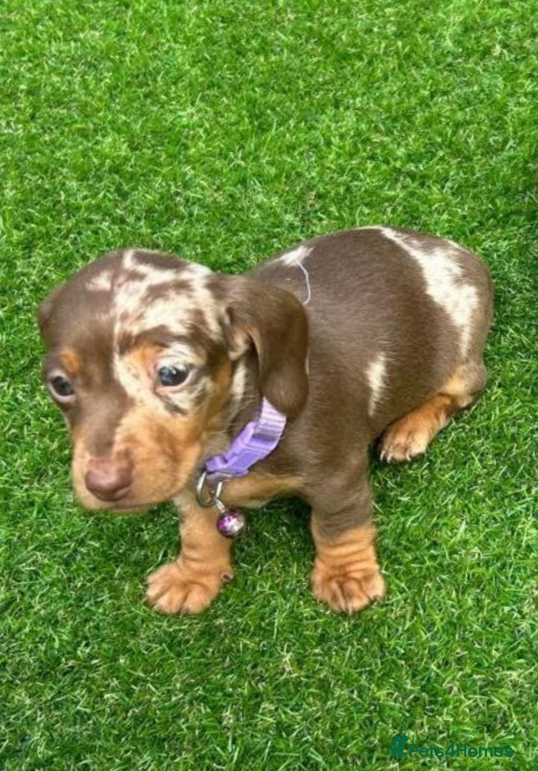Miniature Dachshund dogs for sale: Absolutely Beautiful Litter Miniature Dachshund in Middlesbrough - Advert 8