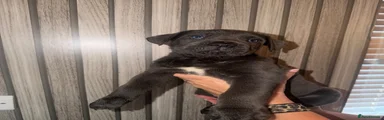 Cane Corso 9