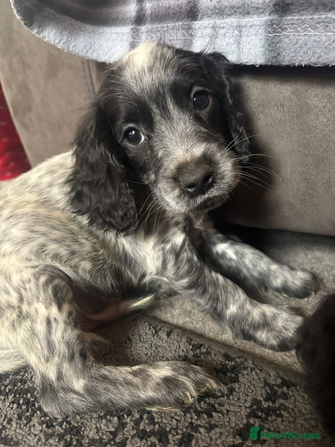 Cocker Spaniel dogs for sale: Cocker Spaniel pups  - Advert 1