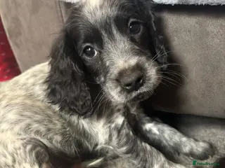 Cocker Spaniel dogs Cocker Spaniel pups - Advert 3