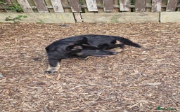 German Shepherd dogs for sale: German shepherd puppy - Image 8