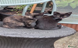 British Longhair cats for sale: Kittens are ready to go  - Image 17