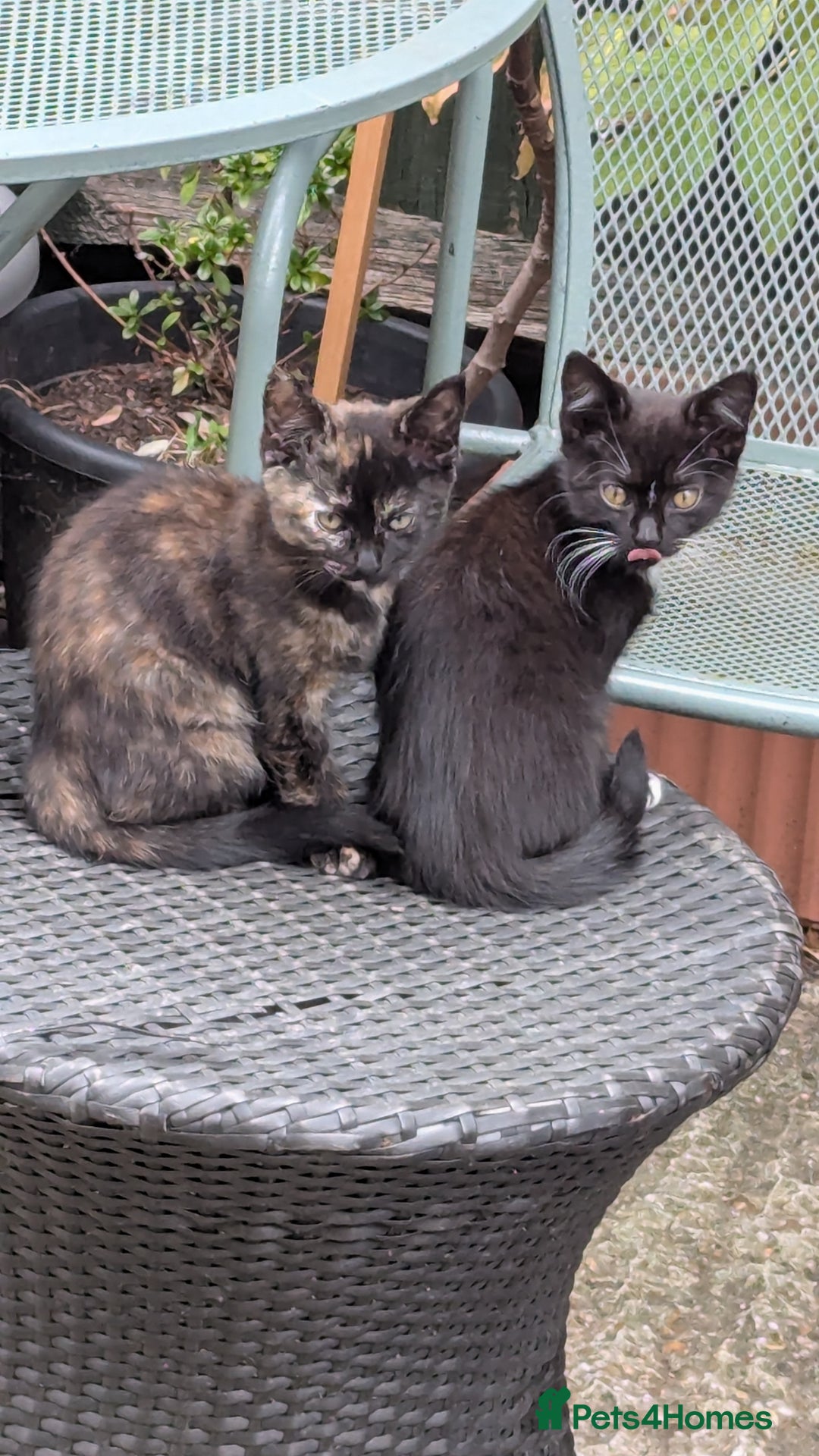 British Longhair cats for sale: Kittens are ready to go  - Image 17