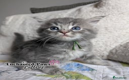 Ragcoon cats for sale: Stunning Ragcoon kittens! - Image 8