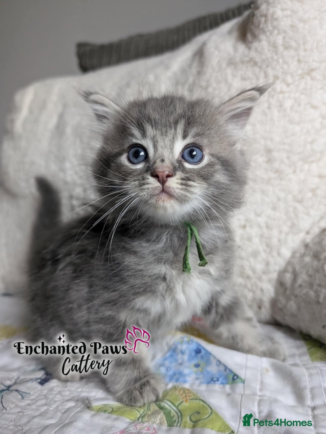 Ragcoon cats for sale: Stunning Ragcoon kittens! - Image 8