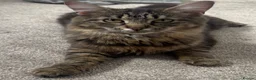 Mixed Breed cats for sale: Cats for rehoming - Advert 1