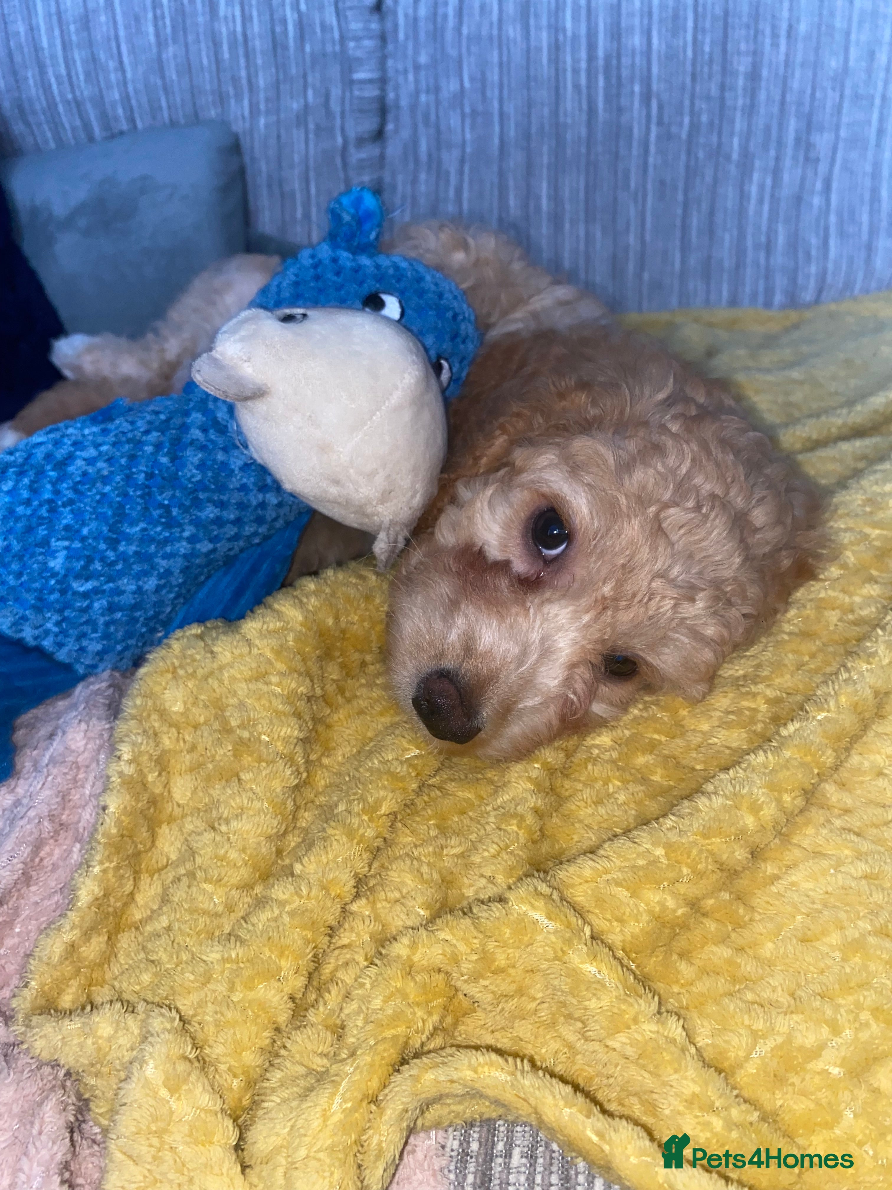 Cockapoo dogs 2x female F1b cockapoos READY NOW!  - Advert 12