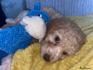 Cockapoo dogs 2x female F1b cockapoos READY NOW! - Advert 14