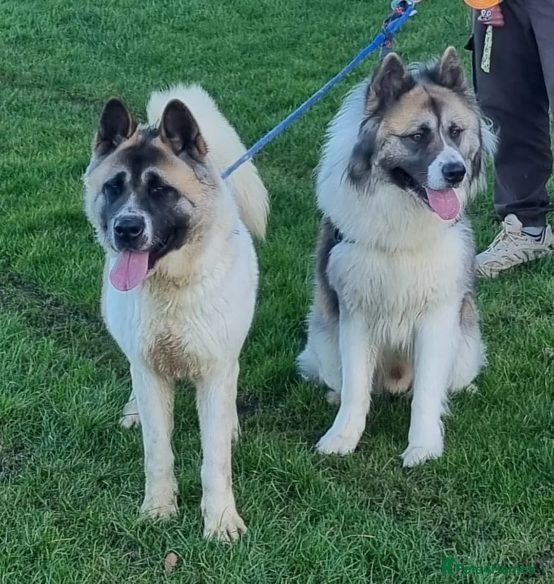 Akita dogs for sale: Akita puppies  in Peterlee - Advert 9