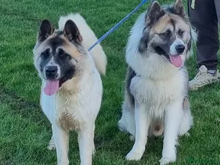 Akita dogs Akita puppies READY - Advert 3