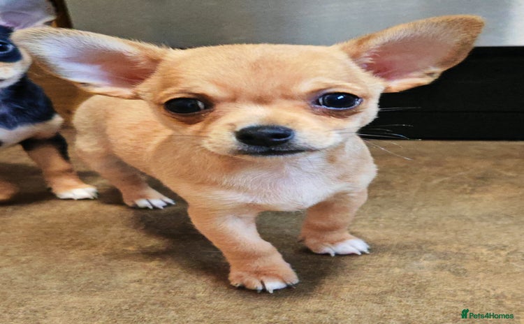 Chihuahua dogs - Advert 15