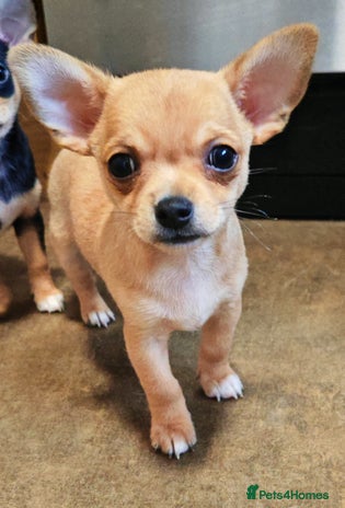 Chihuahua dogs - Advert 15