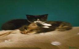 Mixed Breed cats for sale: 2 kittens  - Image 2