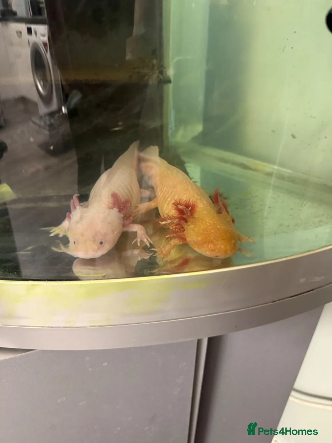 Axolotl reptiles for sale: Pair of female Axolotls  - Advert 1