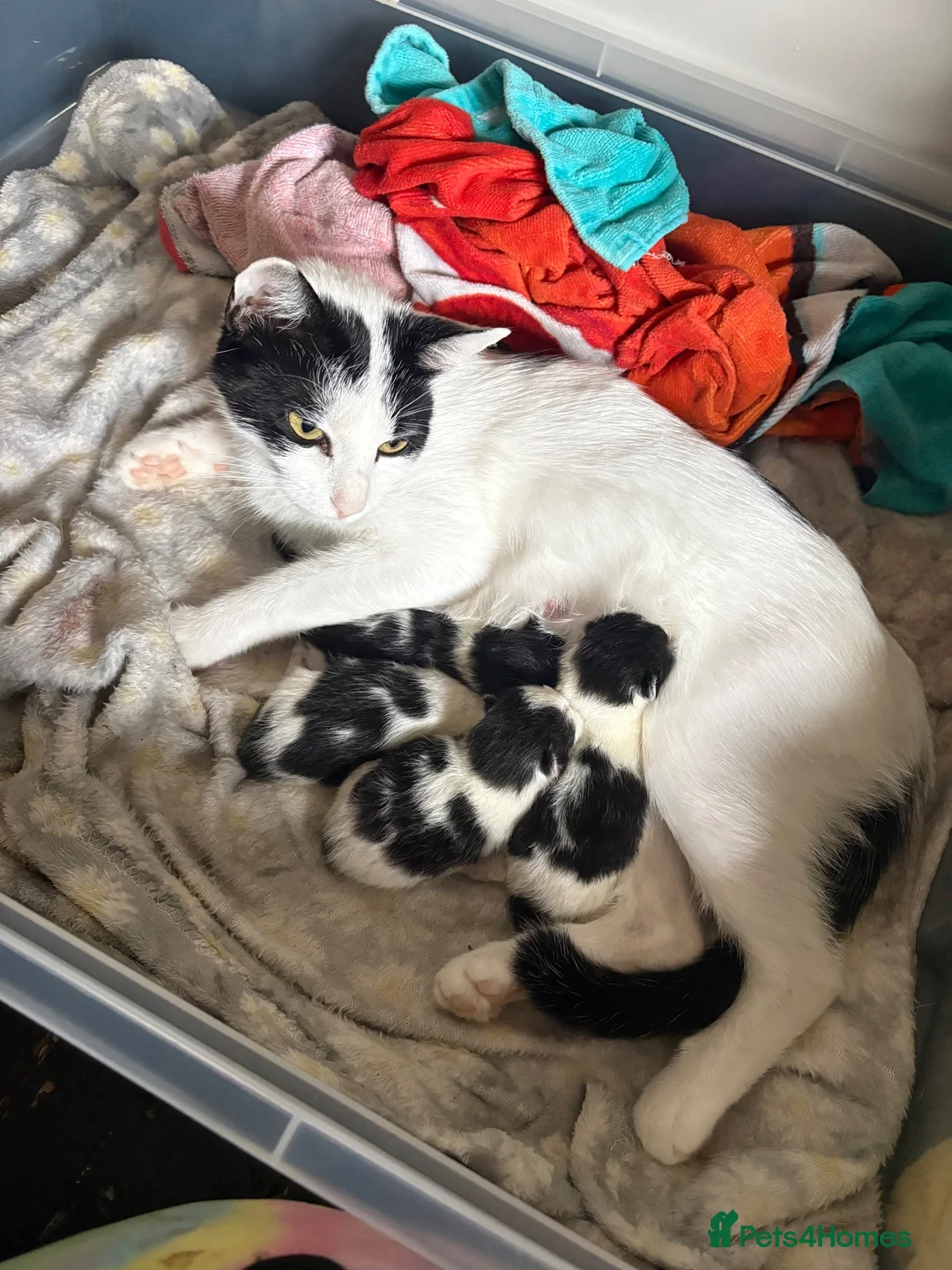 Mixed Breed cats for sale: Two female left - Advert 2