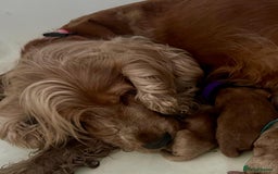 Cockapoo dogs for sale: Gorgeous ruby F1 health tested cockapoo puppies.  - Image 4