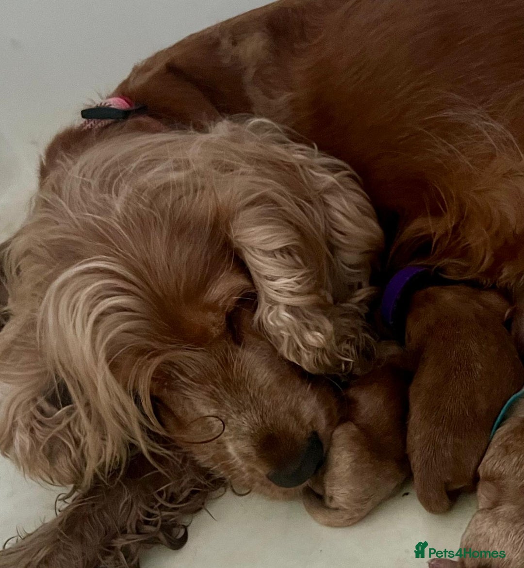 Cockapoo dogs for sale: Gorgeous ruby F1 health tested cockapoo puppies.  - Image 4