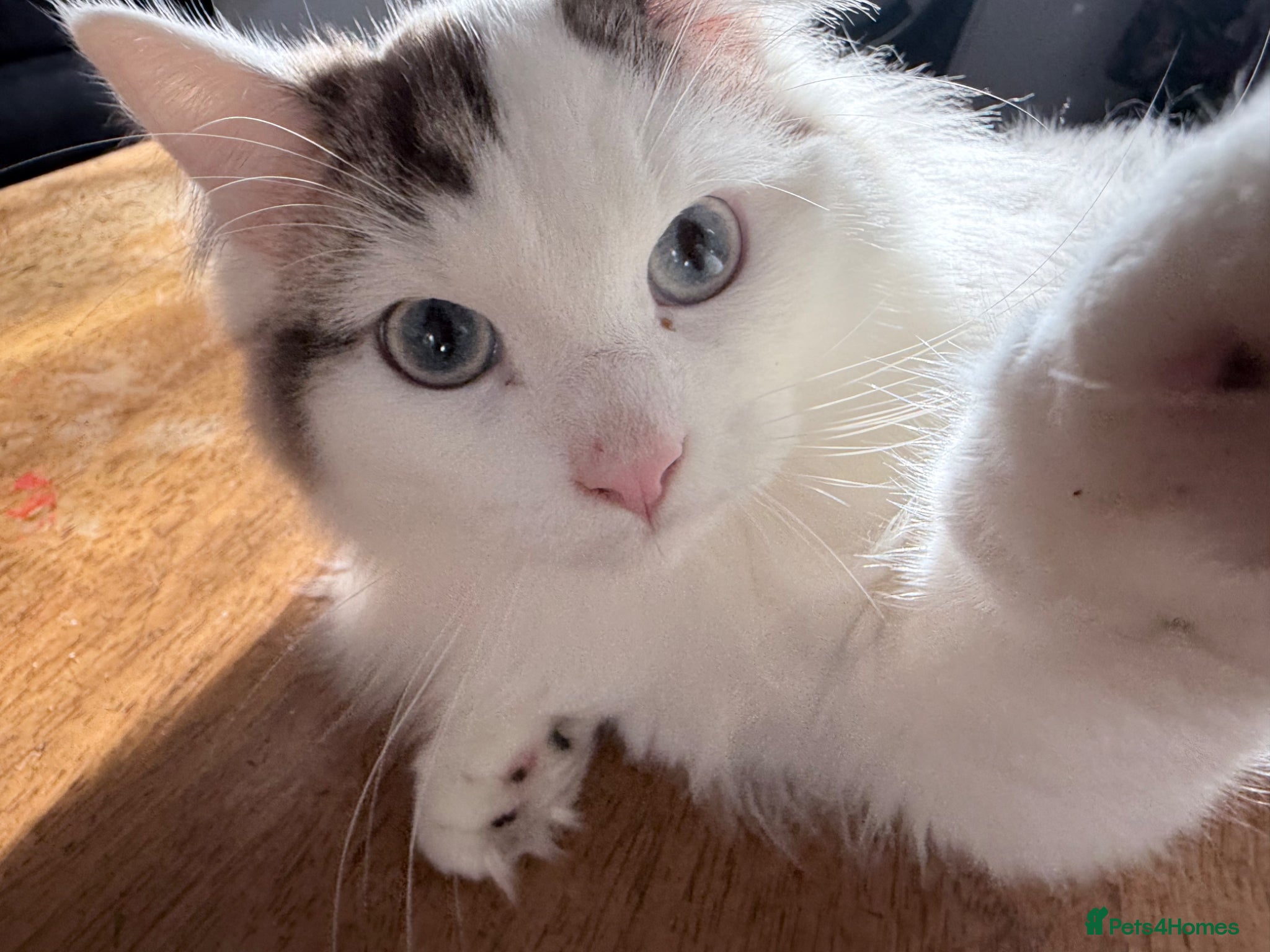 Ragdoll cats Ragdoll for sale £600 - Advert 1