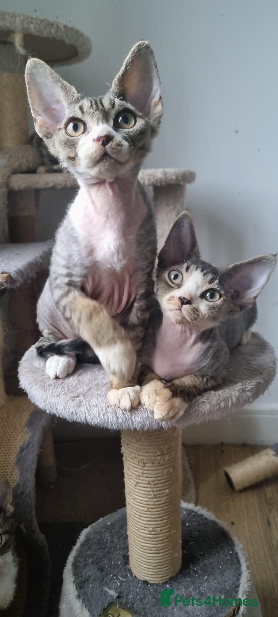 Devon Rex cats ❤️🐱Adorable brothers ❤️🐱 - Advert 4
