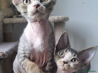 Devon Rex cats ❤️🐱Adorable brothers ❤️🐱 - Advert 4