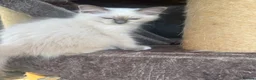 Birman cats for sale: Strong healthy Birman babies available  in Peacehaven - Advert 7