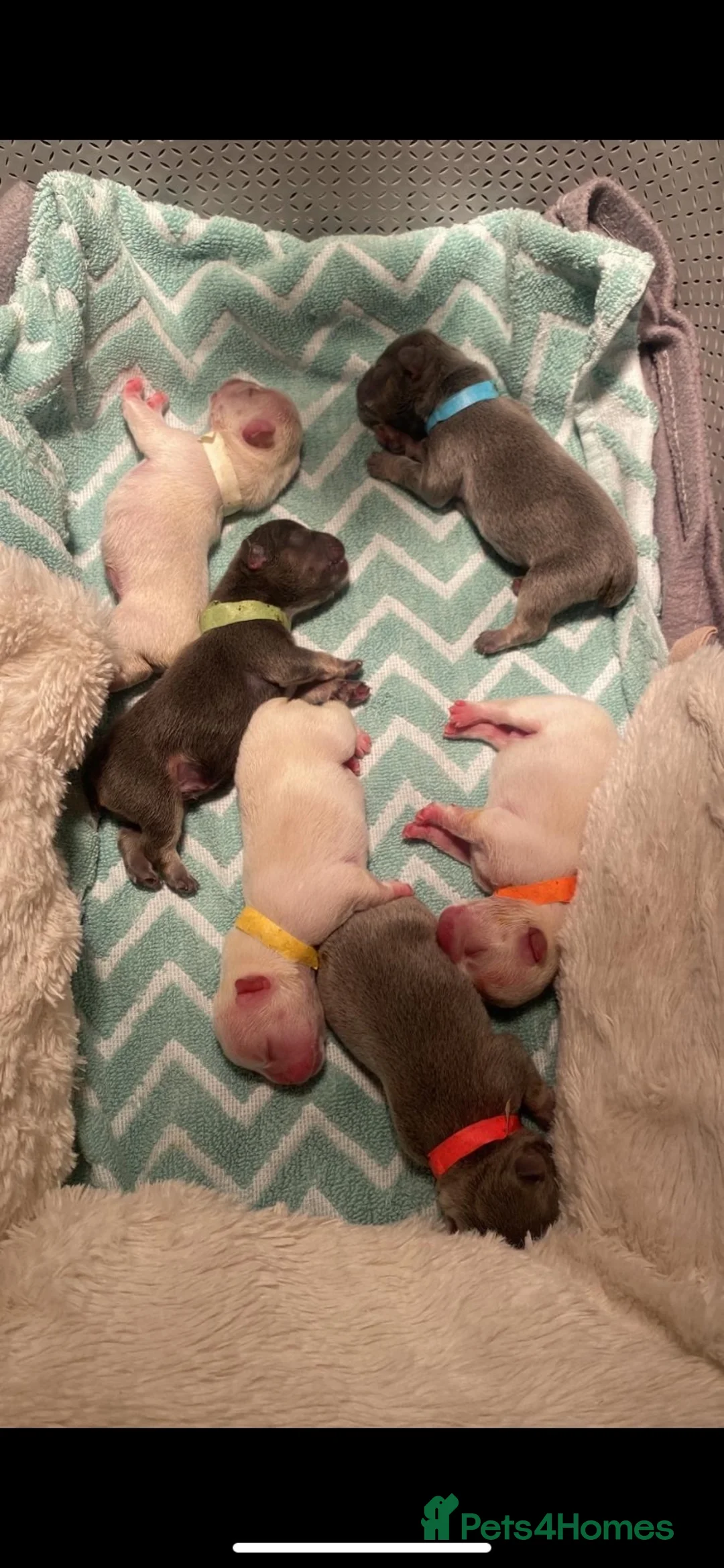 French Bulldog dogs for stud: Hector Starfex in Leigh - Advert 27