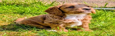 Cockapoo Puppy 4