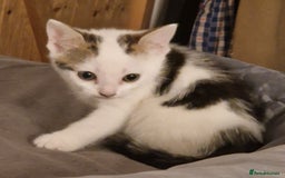Mixed Breed cats for sale: 2 Tabbie beauties - Image 7