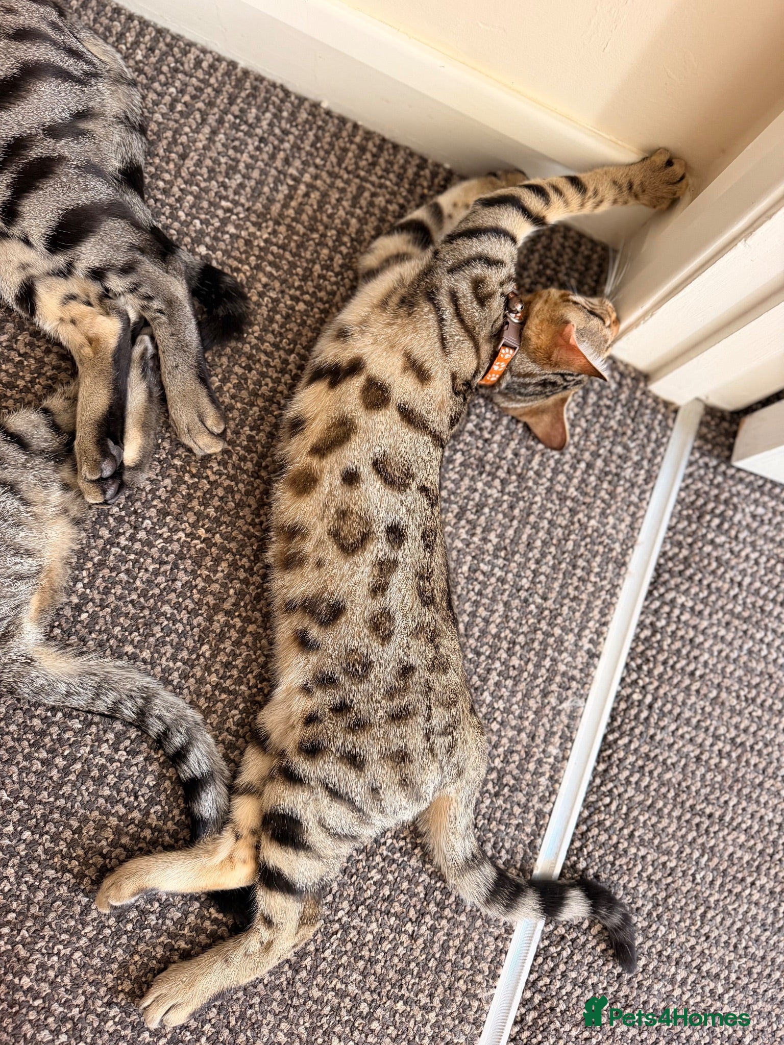 Bengal cats 🐆✨[REDUCED!! REDUCED!!] LAST TWO –PURE BENGAL’S❤️ - Advert 2