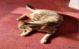 Savannah cats for sale: Pedigree Early generation TICA Reg Savannah Lady in Darlington - Image 15