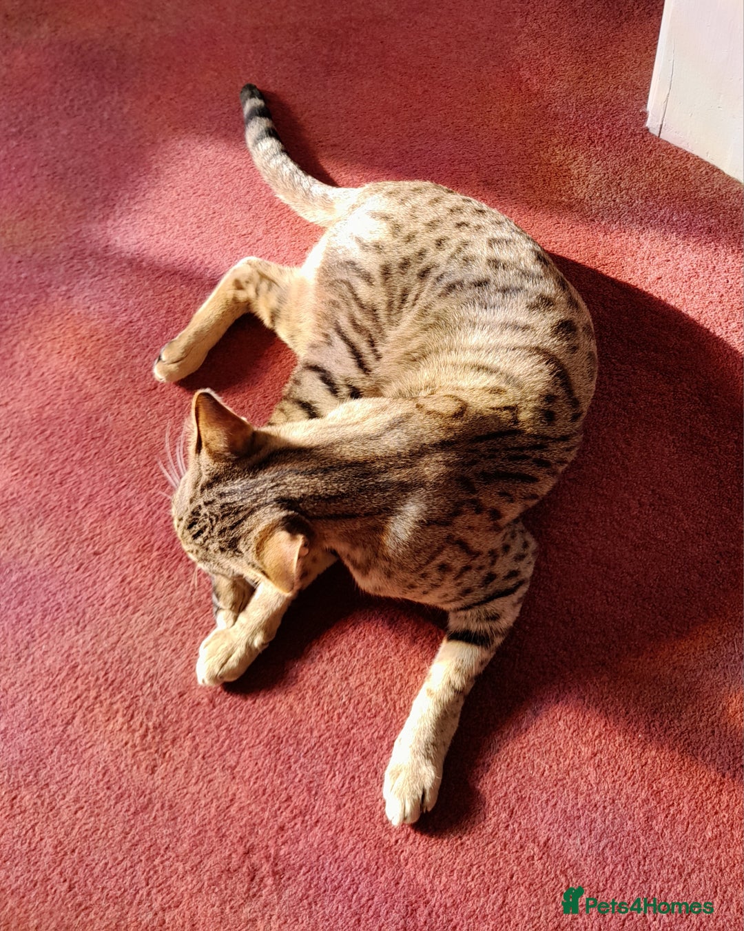Savannah cats for sale: Pedigree Early generation TICA Reg Savannah Lady in Darlington - Image 15