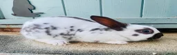 English Spot rabbits for sale: English Spot Rabbits - Advert 1