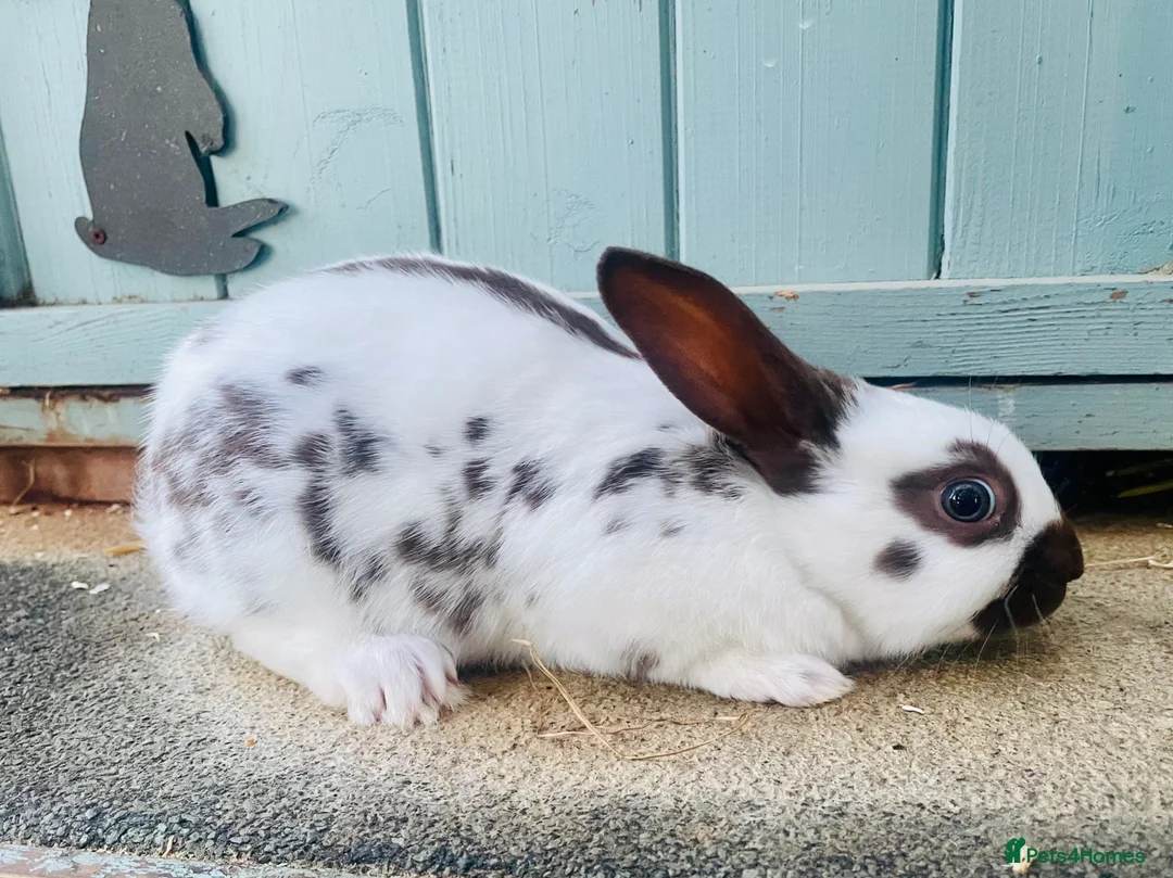 English Spot rabbits for sale: English Spot Rabbits - Advert 1