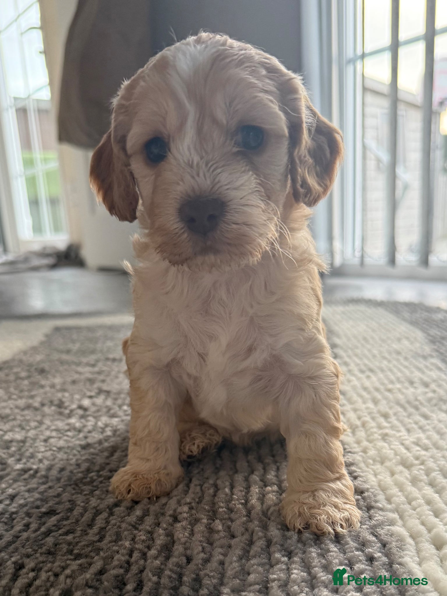 Cockapoo dogs Beautiful cockapoo  puppies  - Advert 14