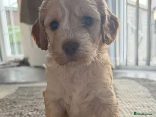 Cockapoo dogs Beautiful cockapoo puppies - Advert 14