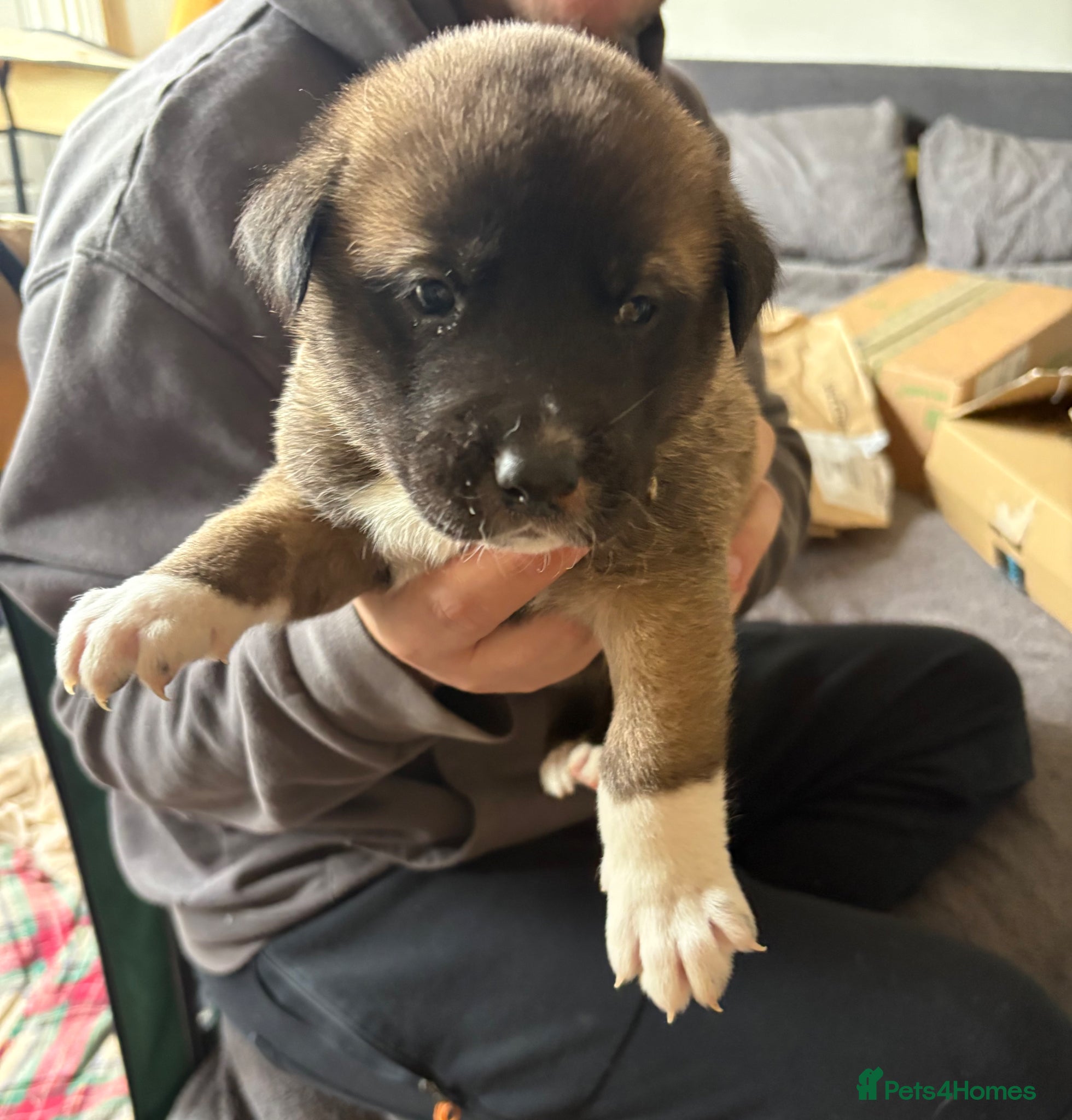 Mixed Breed dogs Akita(husky)/ Labrador puppies - Advert 18