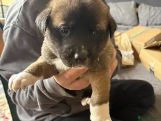 Mixed Breed dogs Akita(husky)/ Labrador puppies - Advert 18