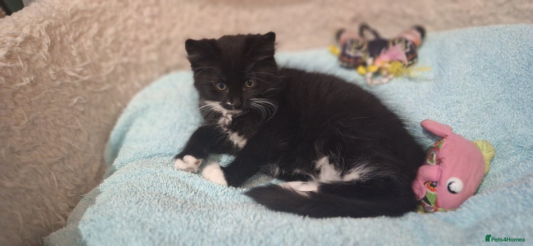 Norwegian Forest Cat cats for sale: Norwegian forest kittens - Image 2