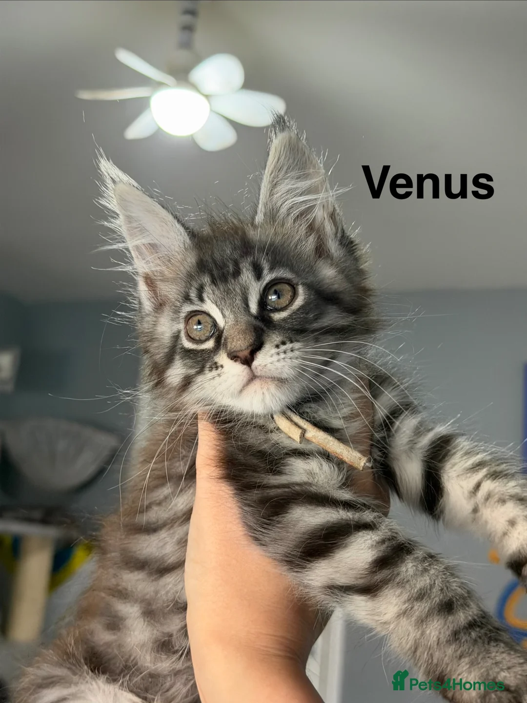 Maine Coon cats for sale: Maine Coon Kittens Champion Lines 3 GIRLS LEFT - Advert 14