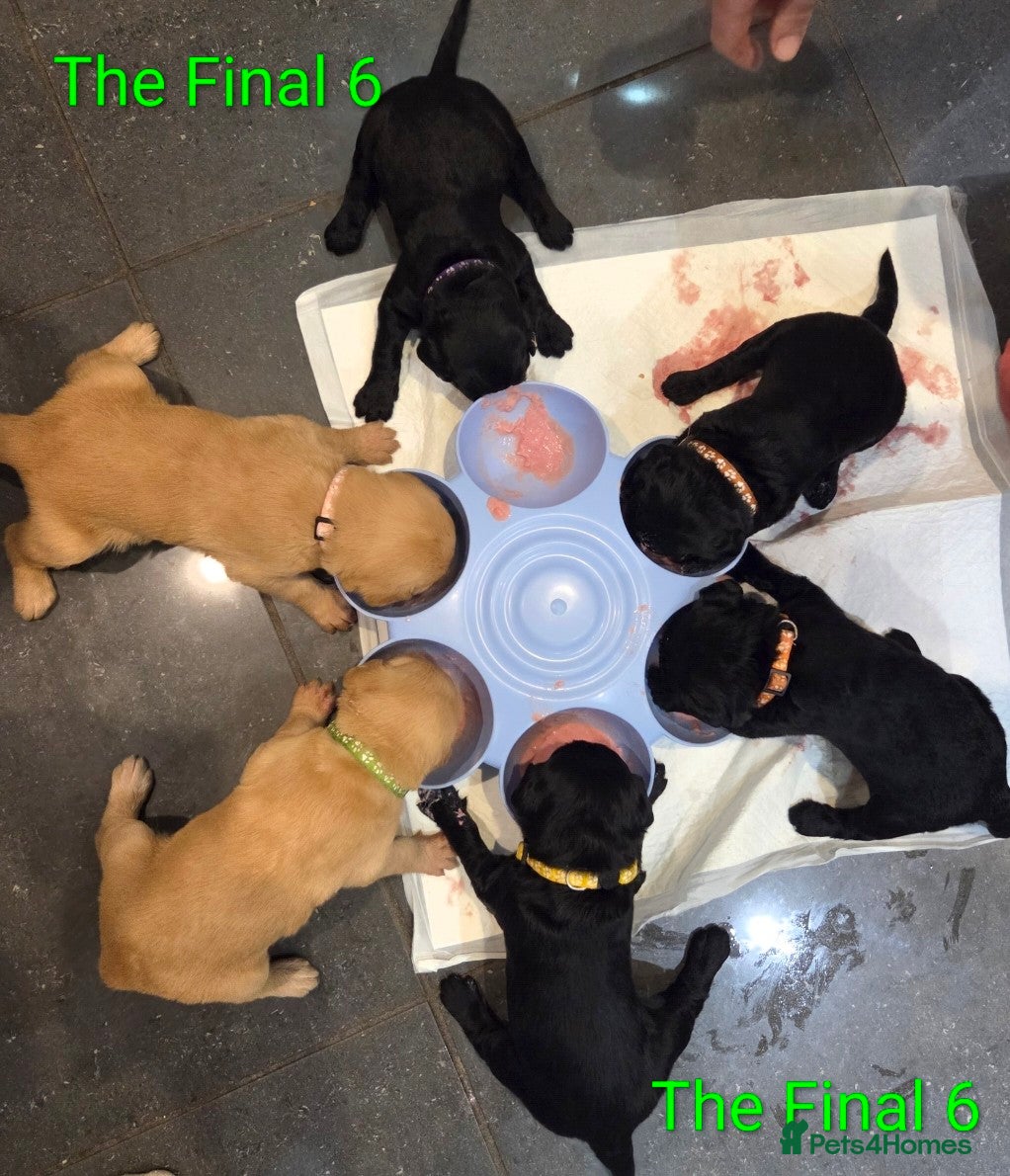 Labradoodle dogs Labrodoodle Puppies - Advert 8