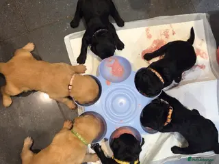 Labradoodle dogs Labrodoodle Puppies - Advert 8