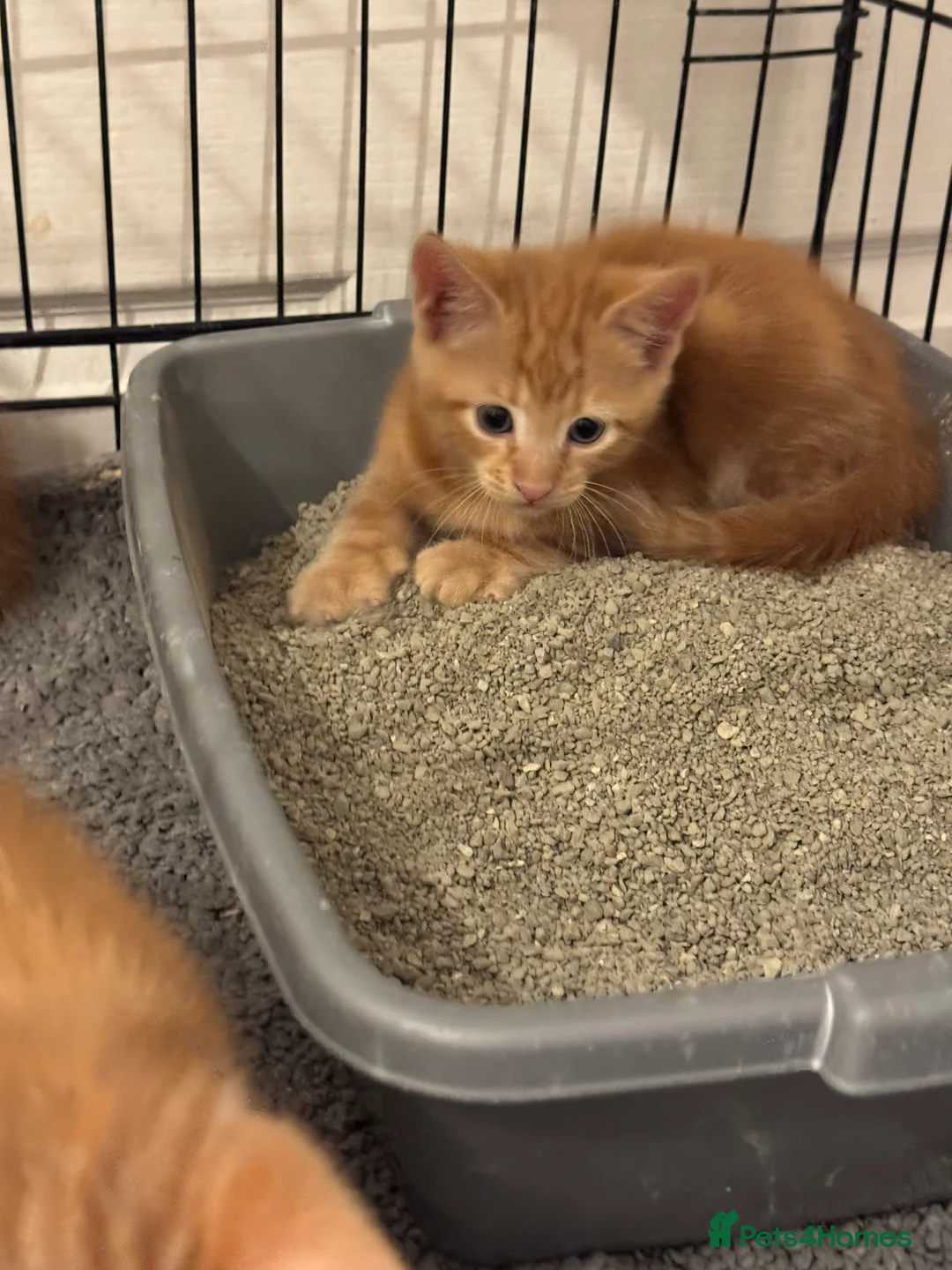 American Shorthair cats for sale: Beautiful Rare GingerKittens Alonghair X BSH cross - Advert 23