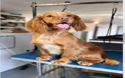 Sprocker dogs for sale: Sprocker Spaniel Pups - Image 3