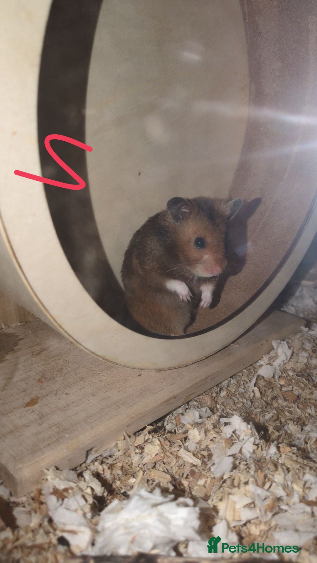 Hamster rodents for sale: Brown Syrian hamster and cage  - Advert 11