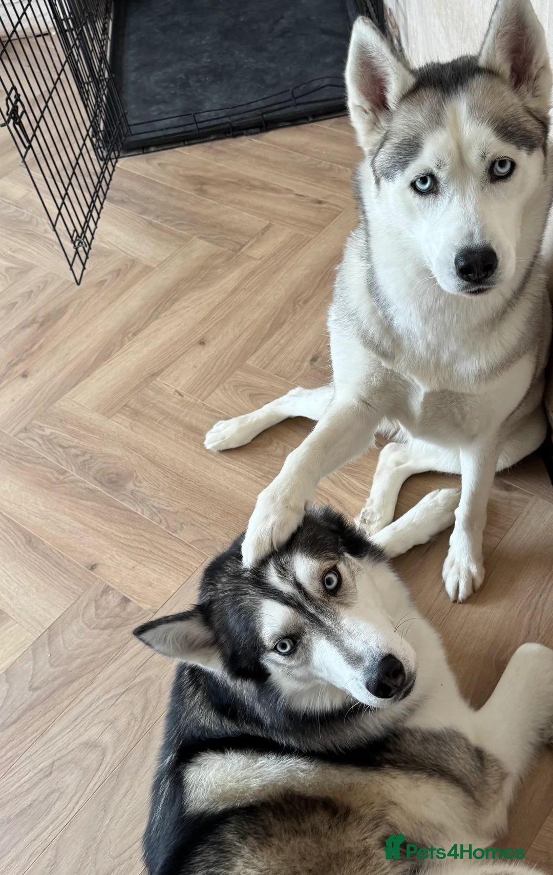 Siberian Husky dogs for sale: 1 KC REG SIBERIAN PUP LEFT (BOY)READY NOW - Advert 6