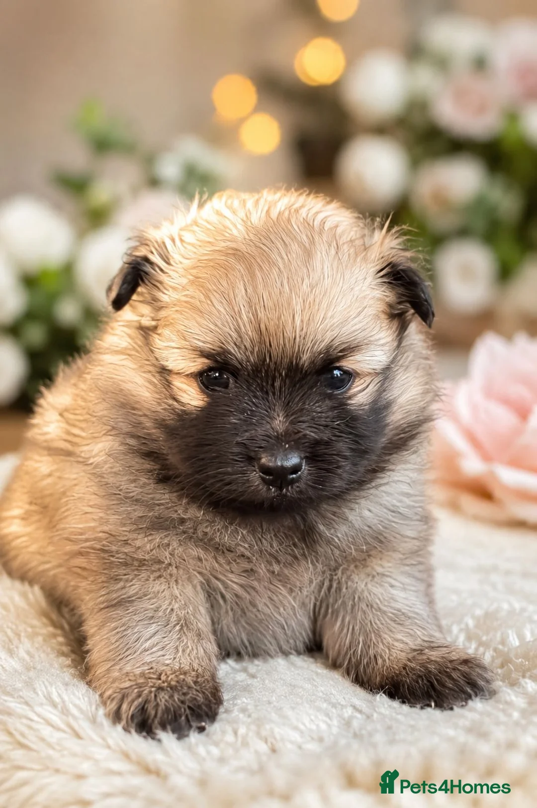 Pomeranian dogs for sale: TRUE POMERANIAN PUPPIES  - Advert 8