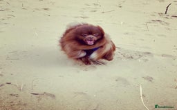 Pomeranian dogs for stud: Chocolate Stud Kc Registered ,Embark tested in Runcorn - Image 8